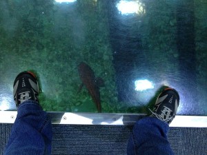Fish under Foot