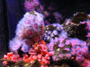 Sea Anemones. 